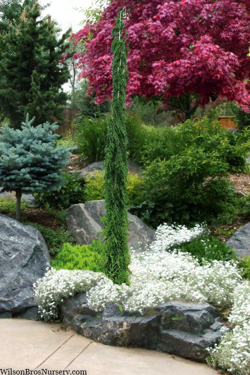  Van Den Akker Nootka Cypress - 6 Gallon Pot