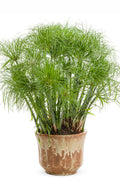  Prince Tut Dwarf Egyptian Papyrus (Cyperus) - 1 Gallon Pot