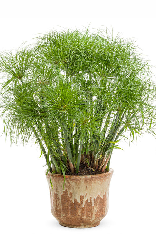  Prince Tut Dwarf Egyptian Papyrus (Cyperus) - 1 Gallon Pot