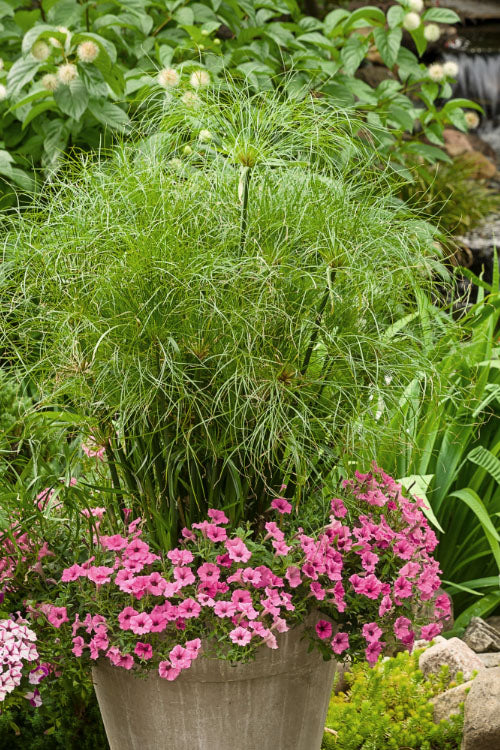  Prince Tut Dwarf Egyptian Papyrus (Cyperus) - 1 Gallon Pot