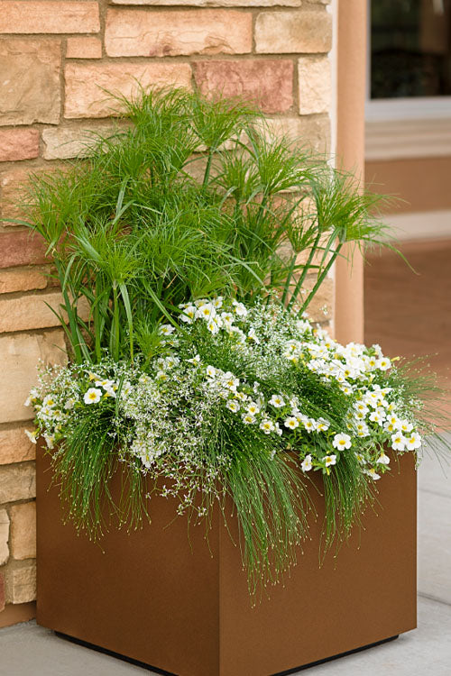  Prince Tut Dwarf Egyptian Papyrus (Cyperus) - 1 Gallon Pot