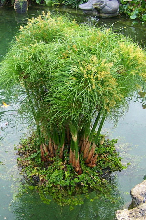  Prince Tut Dwarf Egyptian Papyrus (Cyperus) - 1 Gallon Pot