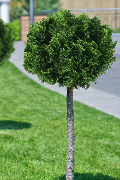  Dwarf Hinoki Cypress Single Trunk Topiary Tree (Chamaecyparis Obtusa 'Nana Gracilis) - 1 Gallon Pot