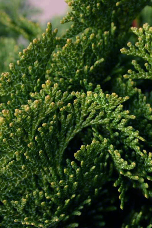  Dwarf Hinoki Cypress Single Trunk Topiary Tree (Chamaecyparis Obtusa 'Nana Gracilis) - 1 Gallon Pot