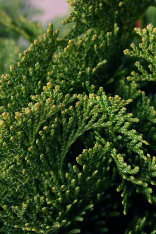  Dwarf Hinoki Cypress Tree (Single Trunk Topiary) - 7 Gallon Pot 