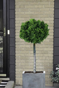  Dwarf Hinoki Cypress Tree (Single Trunk Topiary) - 7 Gallon Pot 