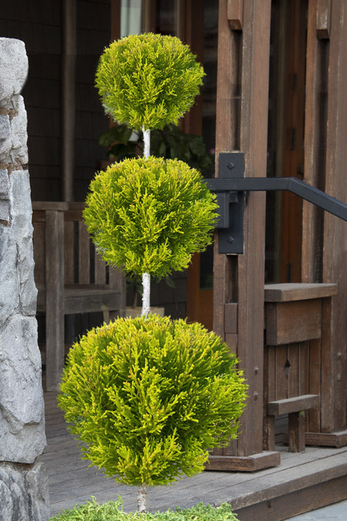  Goldcrest Monterey Lemon Cypress - 3-Ball Poodle Tier Topiary - 3 Gallon Pot