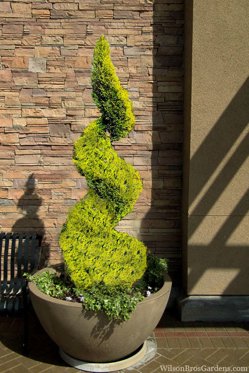  Goldcrest Monterey Lemon Cypress Spiral Topiary - 3 Gallon Pot