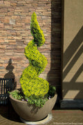  Goldcrest Monterey Lemon Cypress Spiral Topiary - 3 Gallon Pot