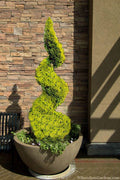  Goldcrest Monterey Lemon Cypress Spiral Topiary - 2 Gallon Pot 