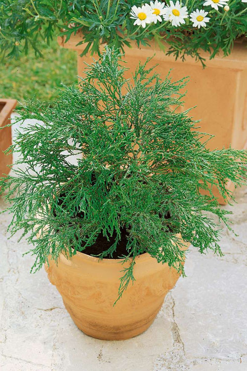  Kamaeni Hiba Dwarf Hinoki Cypress - 1 Gallon Pot