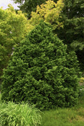  Tempelhof Hinoki Cypress - 3 Gallon Pot(1'-2')