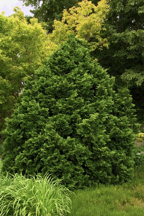  Tempelhof Hinoki Cypress - 1 Gallon Pot