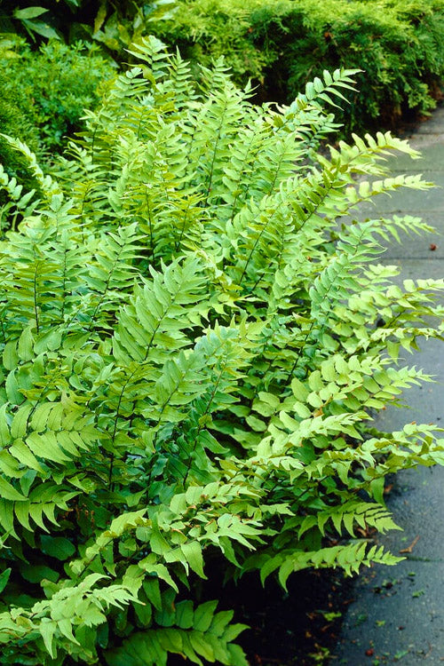  Fortune's Japanese Holly Fern (Cyrtomium Fortunei) - 1 Gallon Pot