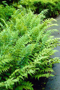 Fortune's Japanese Holly Fern (Cyrtomium Fortunei) - 1 Gallon Pot