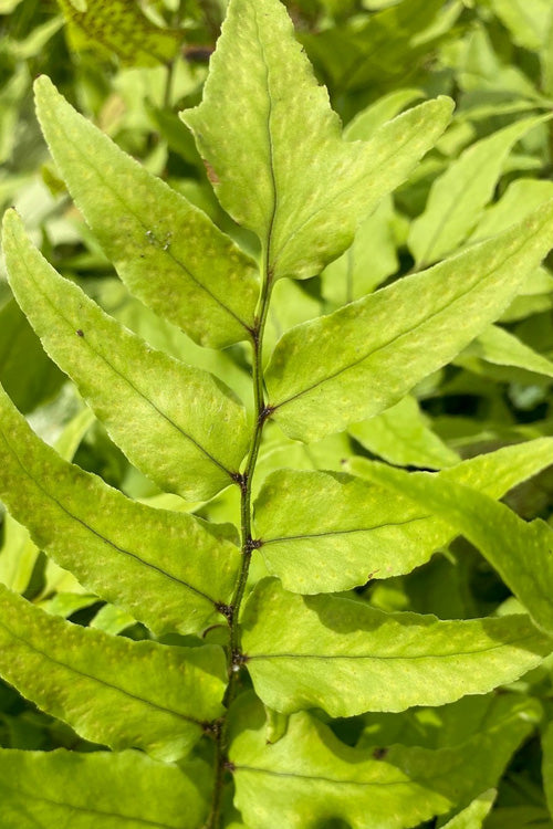  Fortune's Japanese Holly Fern (Cyrtomium Fortunei) - 1 Gallon Pot