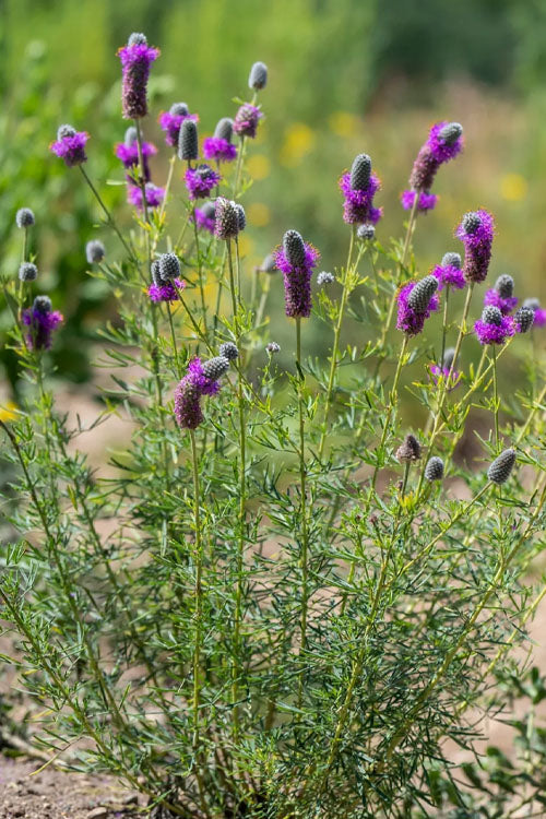  Purple Prairie Clover (Dalea) - 1 Gallon Pot