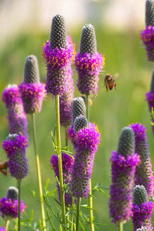  Purple Prairie Clover (Dalea) - 6 Pack Of 1 Gallon Pots