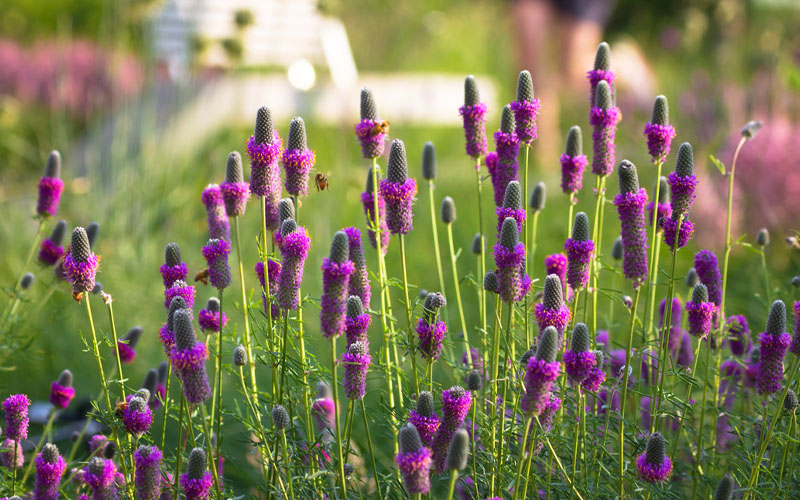  Purple Prairie Clover (Dalea) - 1 Gallon Pot