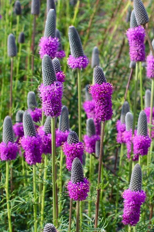  Purple Prairie Clover (Dalea) - 6 Pack Of 1 Gallon Pots
