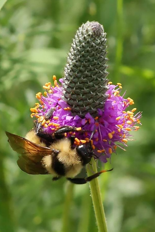  Purple Prairie Clover (Dalea) - 6 Pack Of 1 Gallon Pots