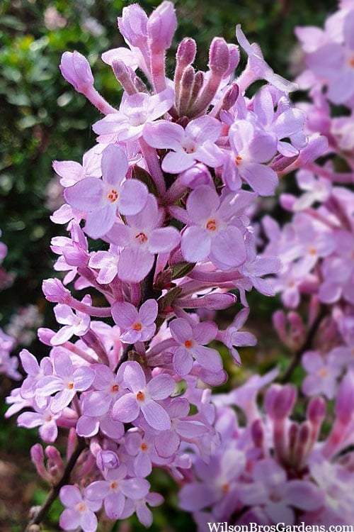  Lilac Daphne (Daphne Genkwa) - 2 Gallon Pot