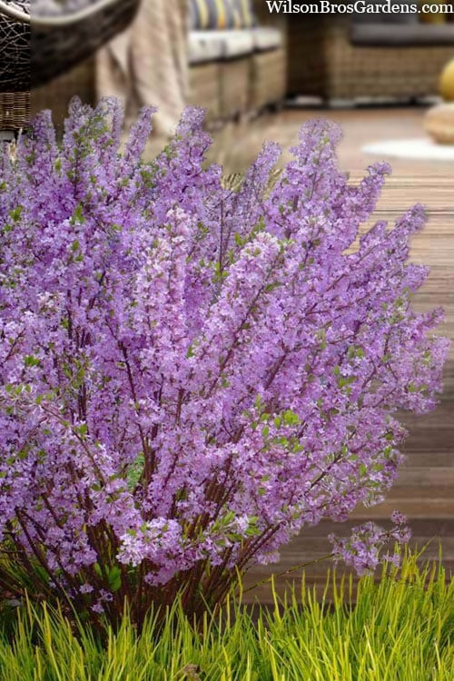  Lilac Daphne (Daphne Genkwa) - 2 Gallon Pot