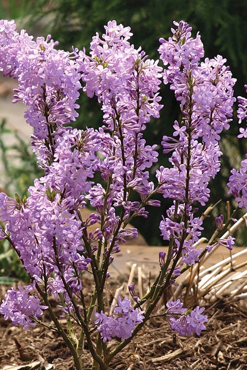 Lilac Daphne (Daphne Genkwa) - 2 Gallon Pot