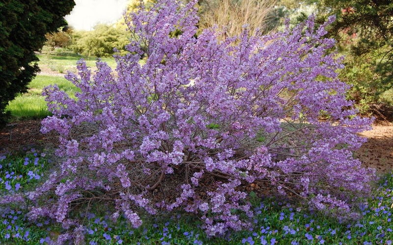  Lilac Daphne (Daphne Genkwa) - 2 Gallon Pot