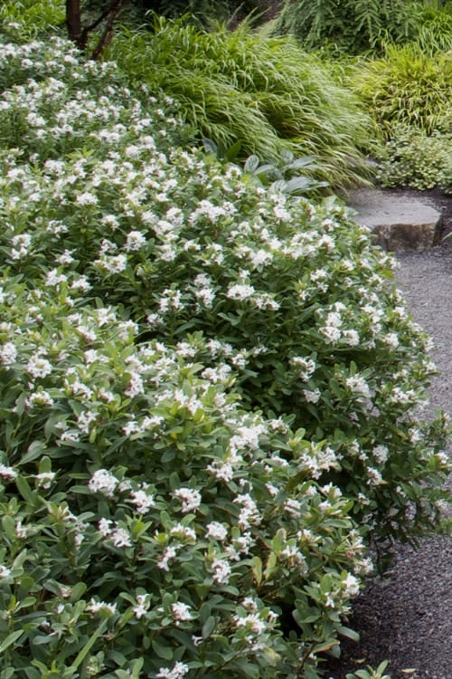  Jim's Pride White Summer Daphne - Daphne X Transatlantica - 3 Gallon Pot 