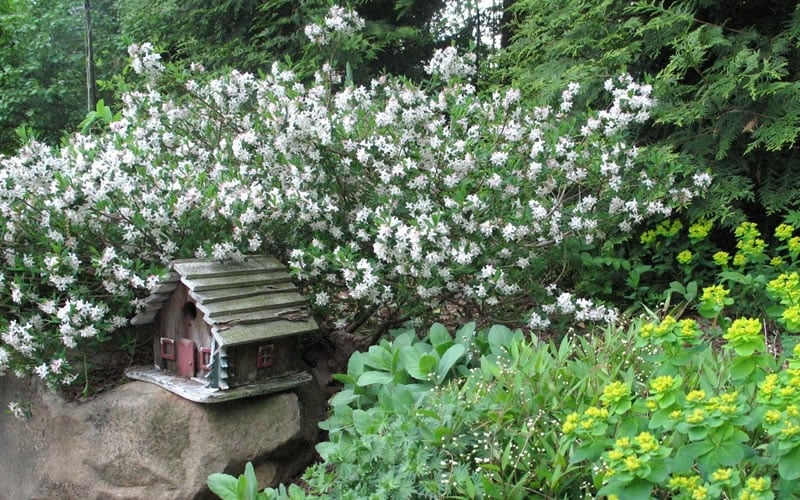  Jim's Pride White Summer Daphne - Daphne X Transatlantica - 1 Gallon Pot