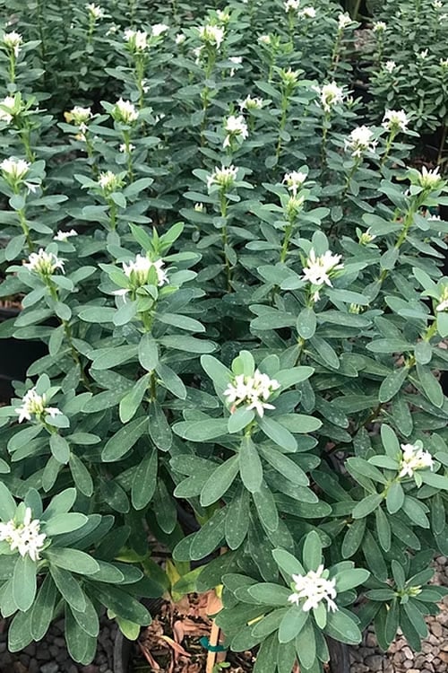  Jim's Pride White Summer Daphne - Daphne X Transatlantica - 3 Gallon Pot 