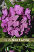  Lawrence Crocker Dwarf Daphne - 1 Gallon Pot