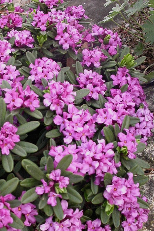  Lawrence Crocker Dwarf Daphne Tree (Standard Topiary) - 1 Gallon Pot