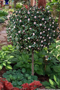  Variegated Pink Winter Daphne - Single Trunk Topiary Tree - 1 Gallon Pot