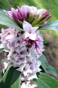  Pink Perfume Princess Winter Daphne - 2 Gallon Pot (SALE)