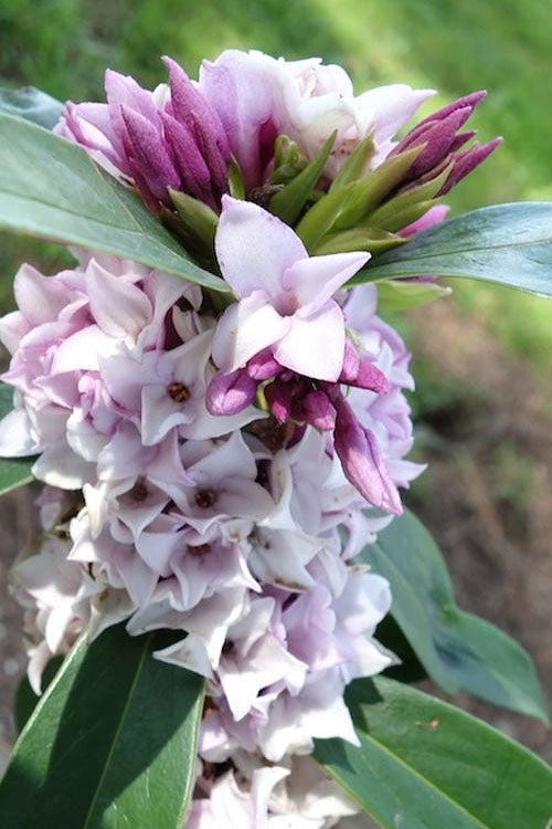  Pink Perfume Princess Winter Daphne - 2 Gallon Pot (SALE)