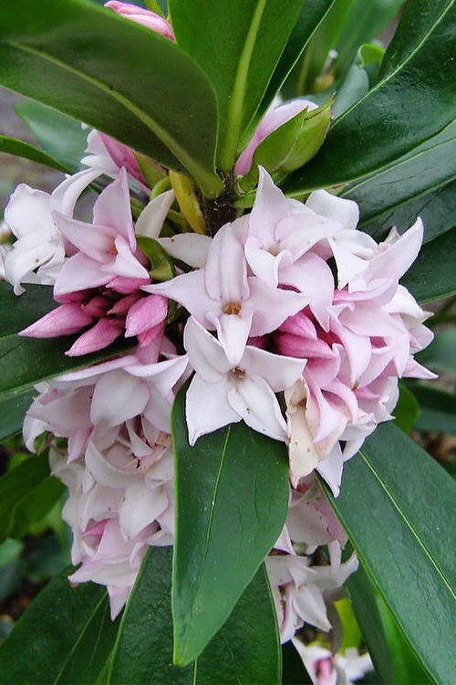  Pink Perfume Princess Winter Daphne - 3 Gallon Pot