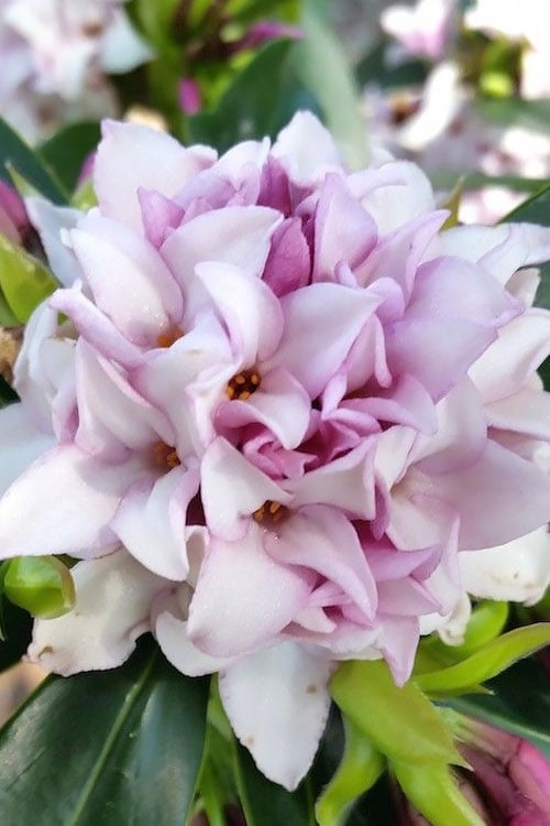  Pink Perfume Princess Winter Daphne - 2 Gallon Pot