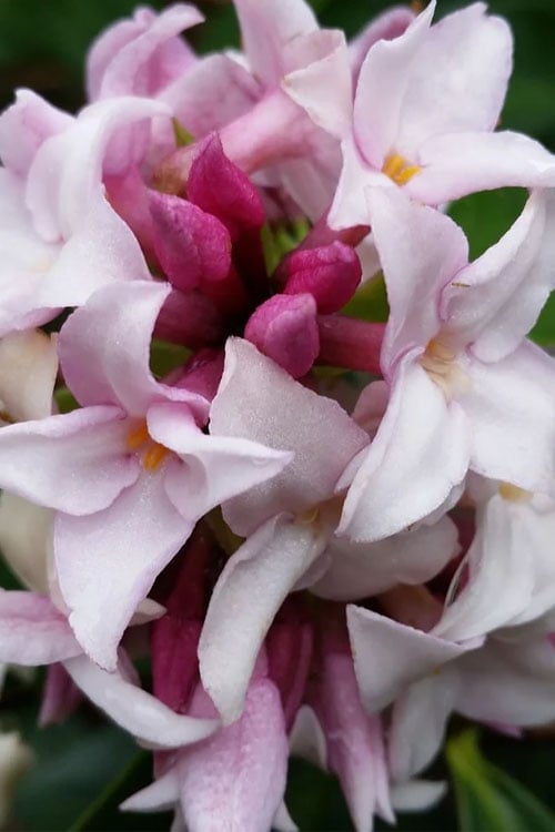  Pink Perfume Princess Winter Daphne - 2 Gallon Pot