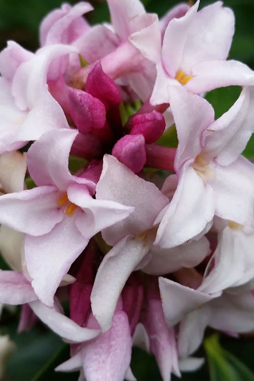  Pink Perfume Princess Winter Daphne - 3 Gallon Pot