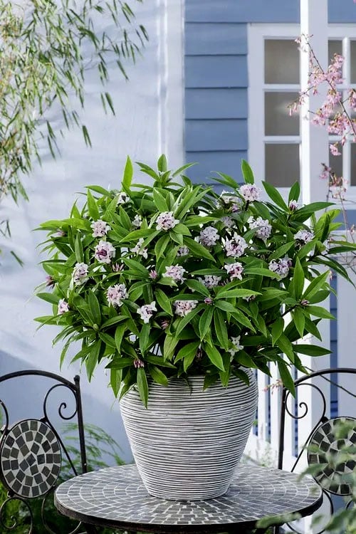  Pink Perfume Princess Winter Daphne - 2 Gallon Pot