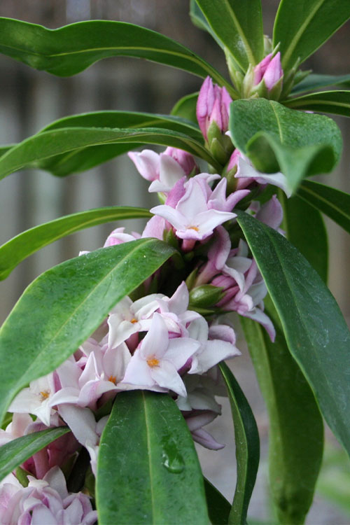  Pink Perfume Princess Winter Daphne - 2 Gallon Pot (SALE)