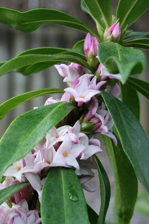  Pink Perfume Princess Winter Daphne - 2 Gallon Pot