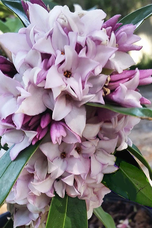  Pink Perfume Princess Winter Daphne - 2 Gallon Pot (SALE)