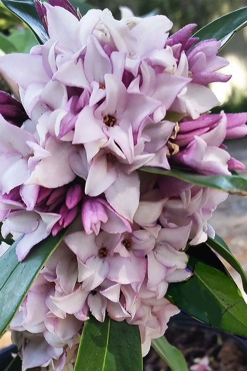  Pink Perfume Princess Winter Daphne - 2 Gallon Pot