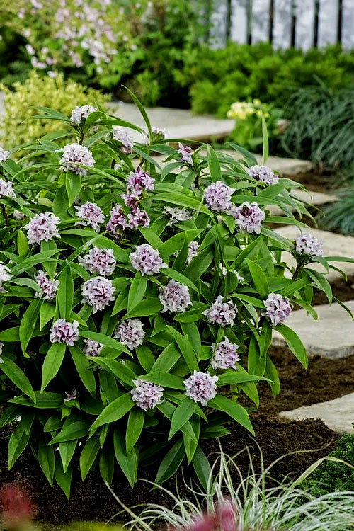  Pink Perfume Princess Winter Daphne - 1 Gallon Pot