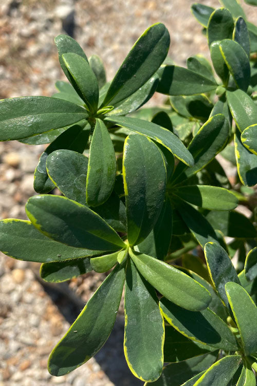  Splash Variegated Summer Daphne - 2 Gallon Pot