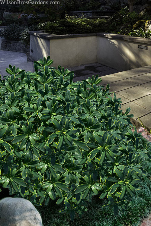 Splash Variegated Summer Daphne - 2 Gallon Pot