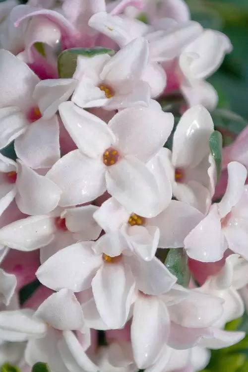  Splash Variegated Summer Daphne - 3 Gallon Pot